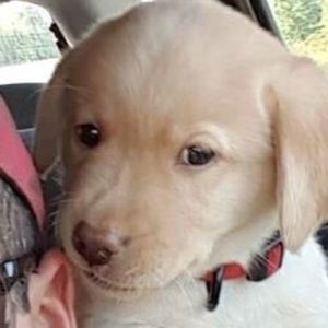 Meet your Posher, Rosy